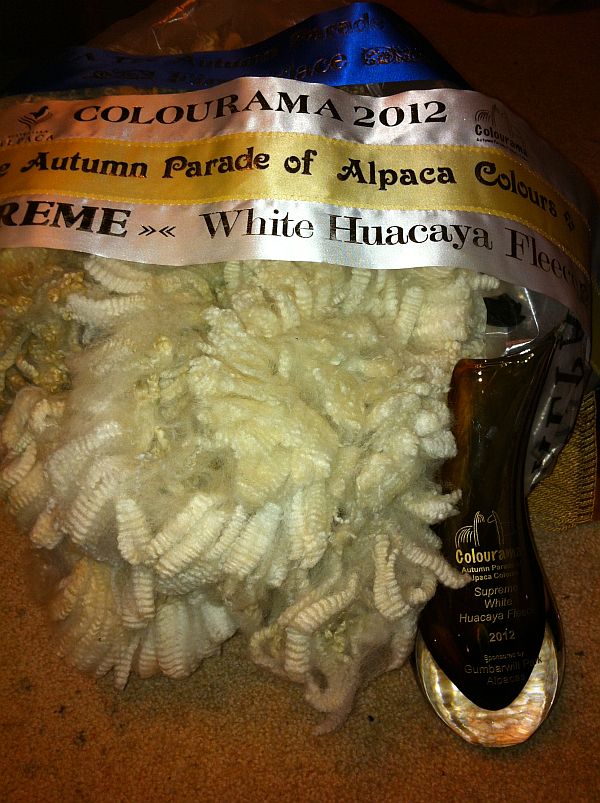 Glenavon Versachi's Fleece